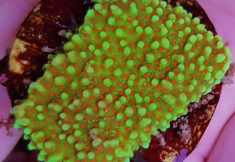 Montipora Spp. (Premium) Ml