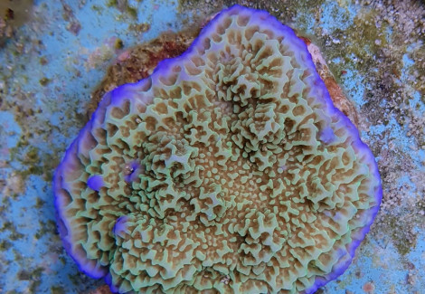 Montipora Spp. (Premium) S