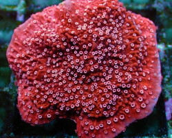 Montipora Spp. (Snow Cap) (Frag) M