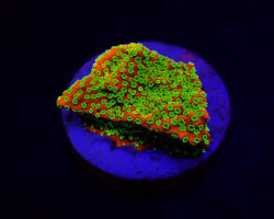 Montipora Spp. (Sunset) (Frag) M