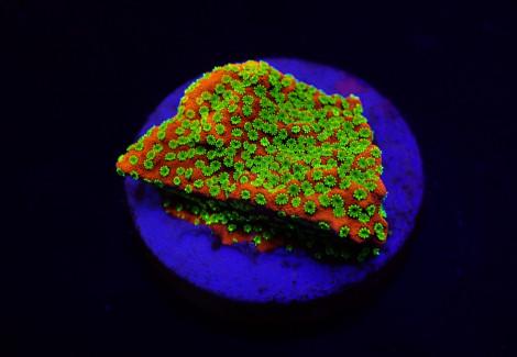 Montipora Spp. (Sunset) (Frag) M