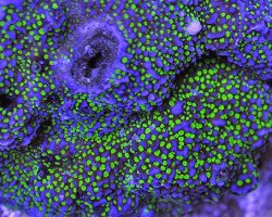 Montipora Spp. Bali Encrusting (Green Polyp) Xs