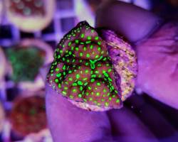 Montipora Spp. Encrusting (Green Polyp) (Frag) M