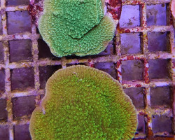 Montipora Spp. Encrusting (Green) (Frag) M