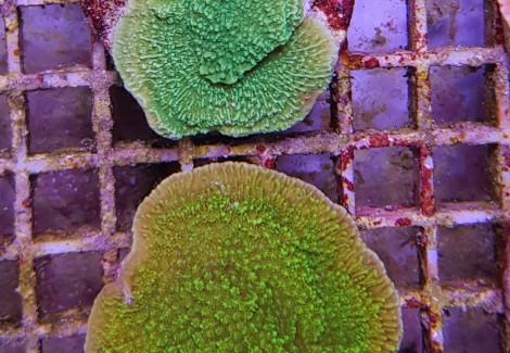 Montipora Spp. Encrusting (Green) (Frag) M