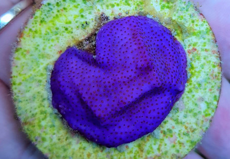 Montipora Spp. Encrusting (Purple/Blue Polyp) (Frag) M