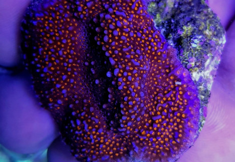 Montipora Spp. Encrusting (Red Polyp) (Frag). M