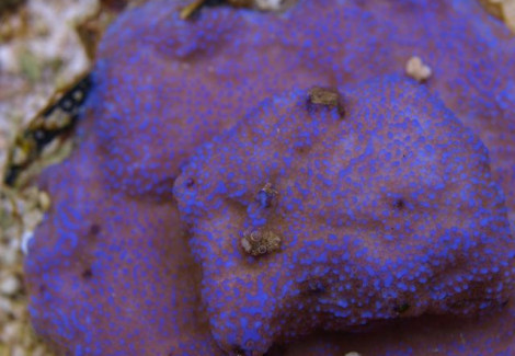 Montipora Spp. Encrusting (Red Polyp) M