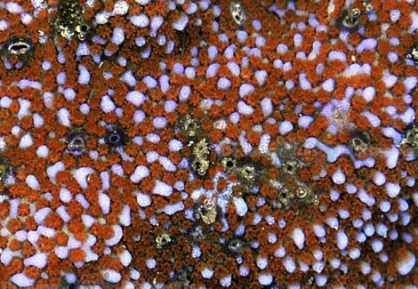 Montipora Spp. Tonga (Red Polyp Premium) Xs