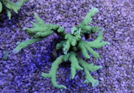 Montipora Stellata (Frag) M