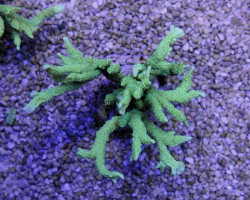 Montipora Stellata (Frag) M