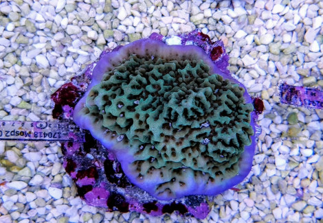 Montipora Undata (Frag) M