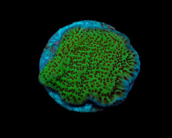 Montipora Undata (Frag) M