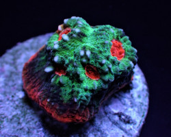 Mycedium Spp. (Premium) (Frag) M