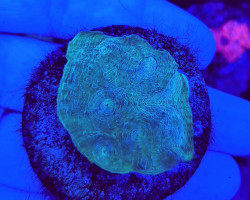 Mycedium Spp. Green/Edge (Frag) M