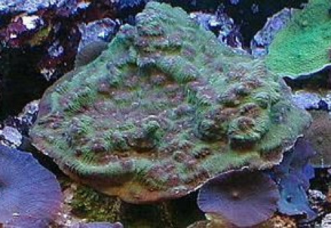 Mycedium Spp. Xs