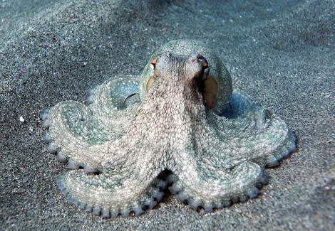 Octopus Sp. (Reef Octopus) Ml