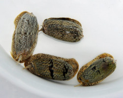 Oliva Reticulata M