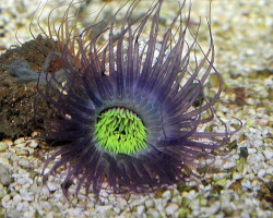 Pachycerianthus Spp. (Purple) Ml