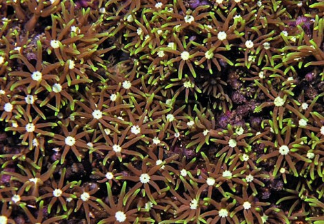 Pachyclavularia Violacea (White Tip) L