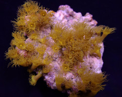 Parazoanthus Gracilis (Yellow) Xs