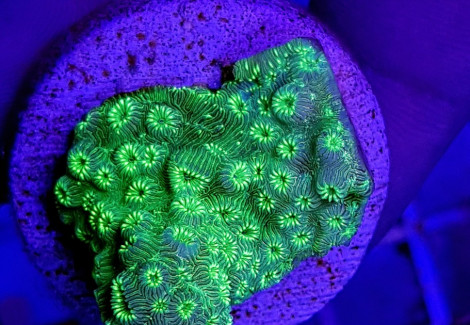 Pavona Maldivensis (Frag) Green M