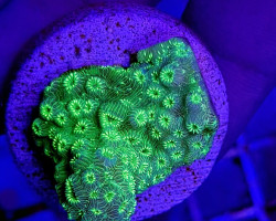 Pavona Maldivensis (Frag) Green S