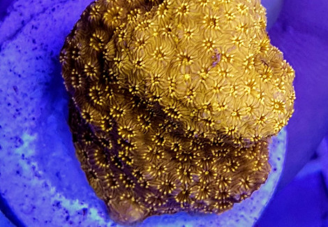 Pavona Maldivensis (Frag) Orange M