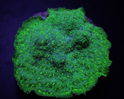 Pavona Maldivensis (Green) (Frag) M