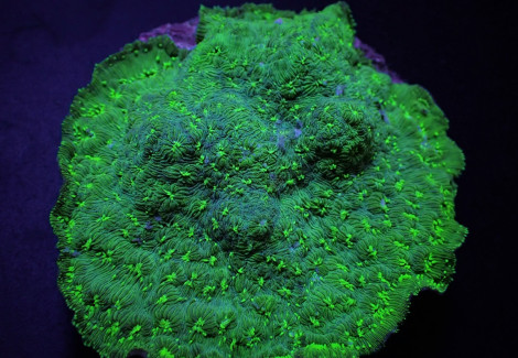 Pavona Maldivensis (Green) (Frag) M