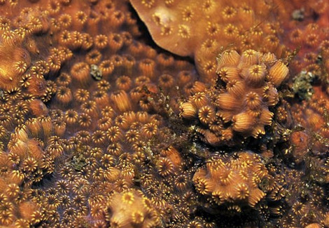 Pavona Maldivensis (Orange) L