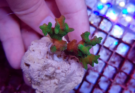 Pocillopora Damicornis Yellow-Green (Frag) M