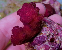 Pocillopora Danae (Pink) M