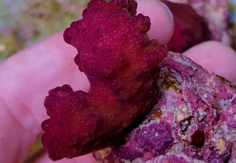 Pocillopora Danae (Pink) Xs