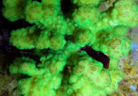 Pocillopora Danae (Yellow/Green) M