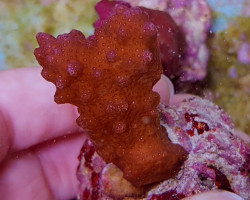 Pocillopora Danae Pink (Frag) M