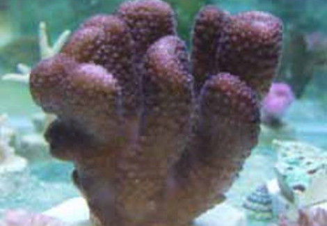 Pocillopora Edouxi (Pink) Xs