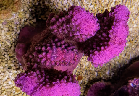 Pocillopora Verrucosa (Pink) M