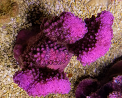 Pocillopora Verrucosa (Pink) Xs