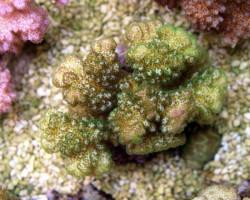 Pocillopora Verrucosa (Yellow-Green) Xs