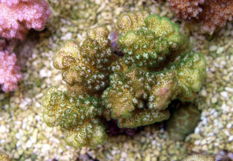 Pocillopora Verrucosa (Yellow-Green) Xs