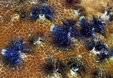 Porites Bisperma L