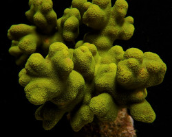 Porites Cylindrica (Yellow) L