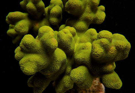 Porites Cylindrica (Yellow) L