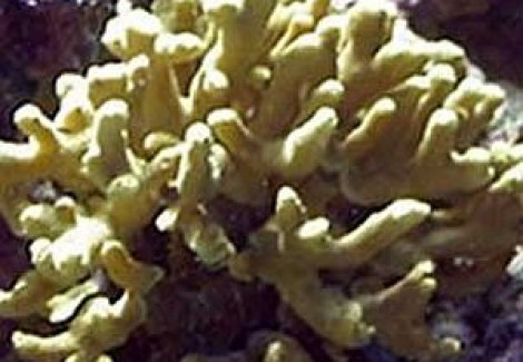 Porites Cylindrica (Yellow) M