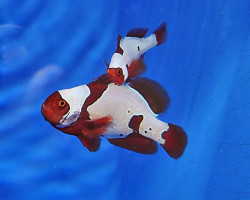 Premnas Biaculeatus Lightning Maroon Clownfish - Allevato Europa