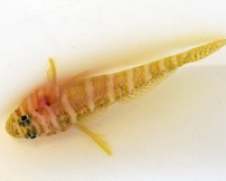 Priolepis Cincta S