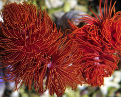 Protula Bispiralis (Red) M