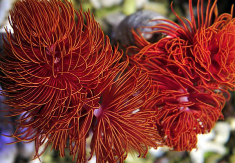 Protula Bispiralis (Red) M