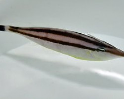 Pseudalutarius Nasicornis (Femmina) M